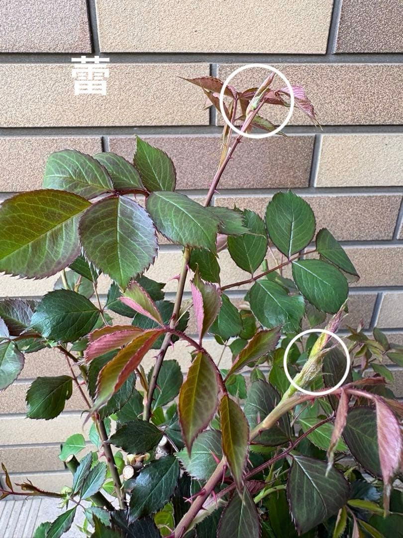 バラ苗 大苗 四季咲きロサオリエンティス エリクシル 6号鉢 良く咲く 蕾付き