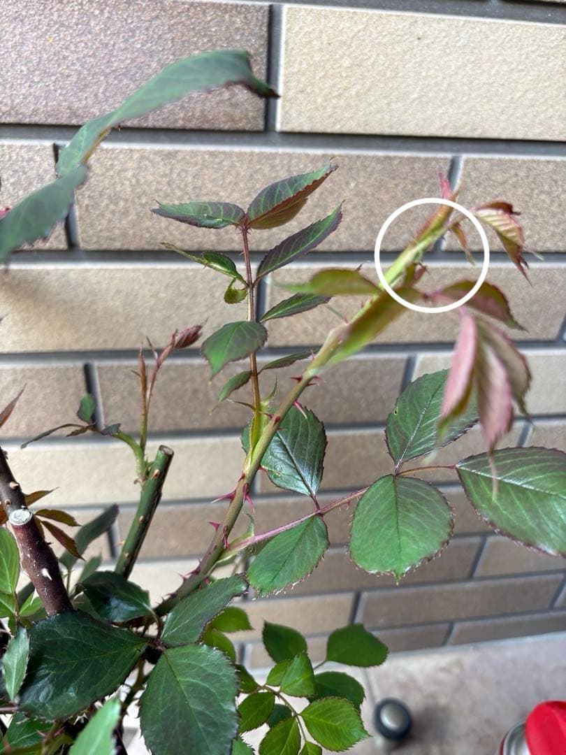 バラ苗 大苗 四季咲きロサオリエンティス エリクシル 6号鉢 良く咲く 蕾付き