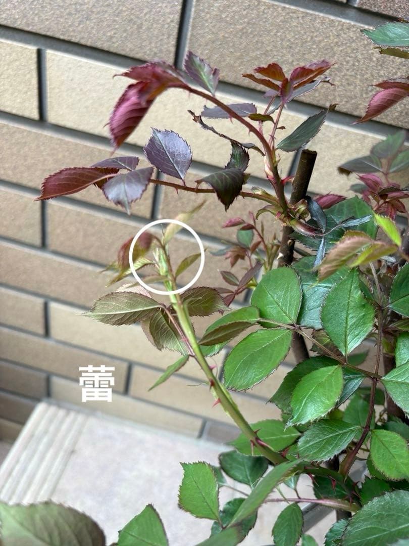 バラ苗 大苗 四季咲きロサオリエンティス エリクシル 6号鉢 良く咲く 蕾付き