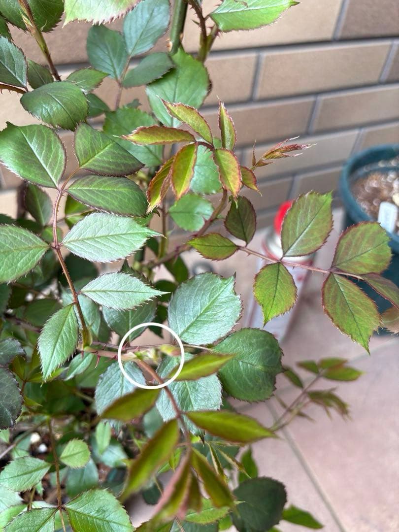 バラ苗 大苗 四季咲きロサオリエンティス エリクシル 6号鉢 良く咲く 蕾付き