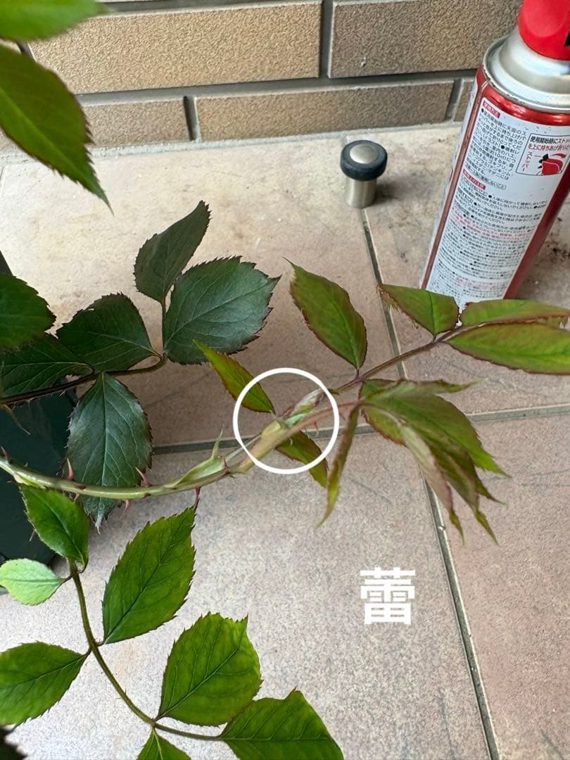 バラ苗 大苗 四季咲きロサオリエンティス エリクシル 6号鉢 良く咲く 蕾付き