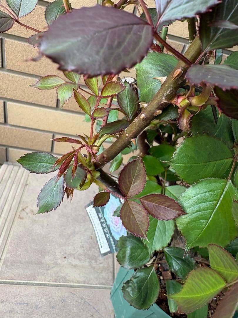 バラ苗 大苗 四季咲きロサオリエンティス エリクシル 6号鉢 良く咲く 蕾付き