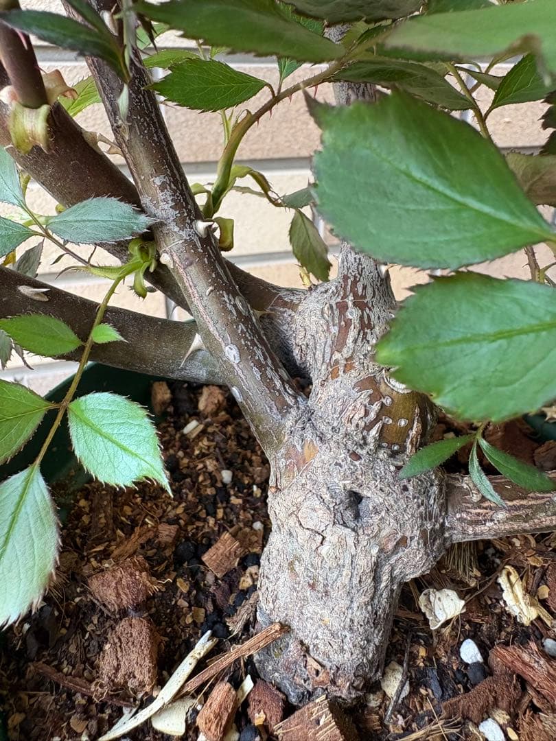 バラ苗 大苗 四季咲きロサオリエンティス エリクシル 6号鉢 良く咲く 蕾付き