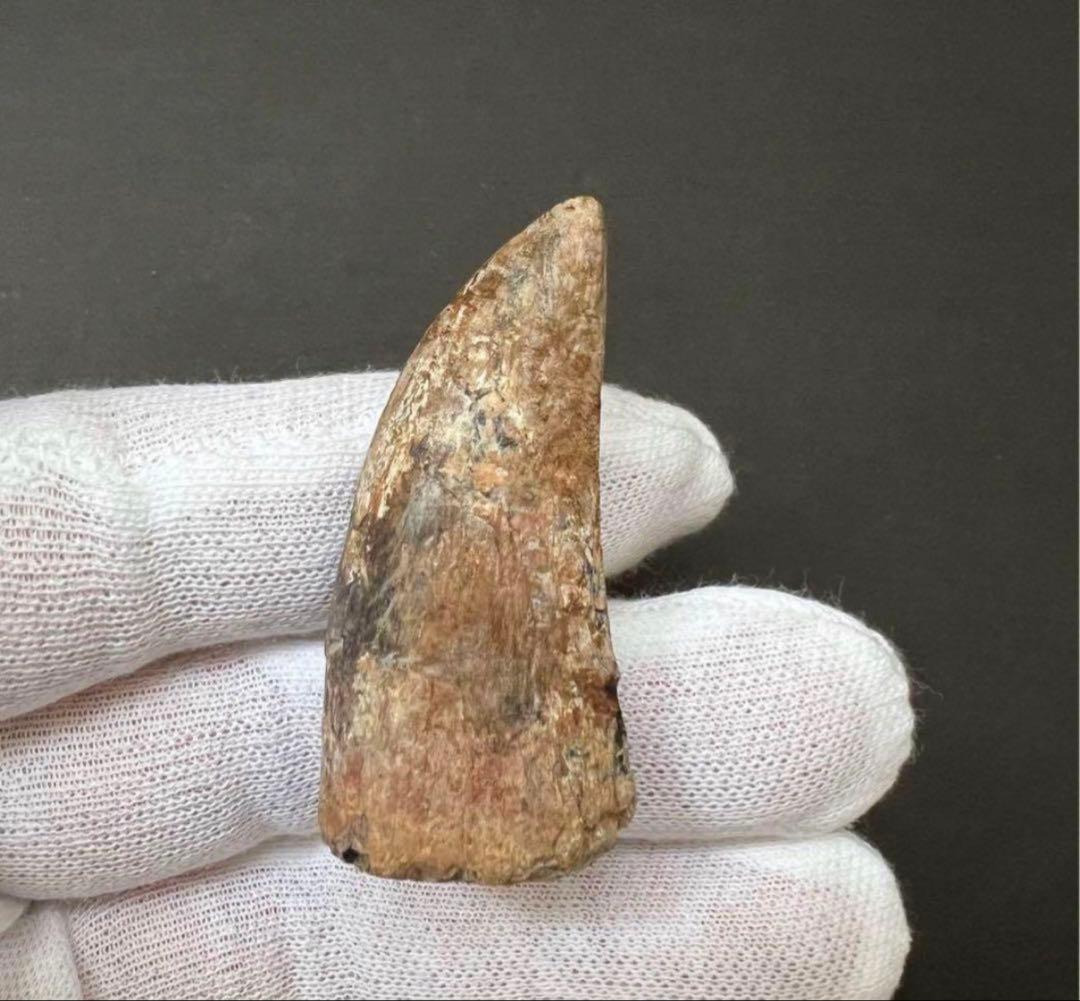 ティラノサウルス・レックスの歯化石　約45mm