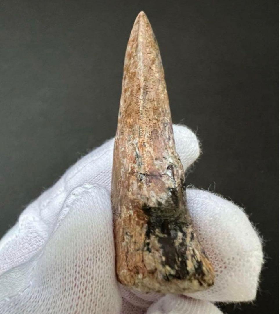 ティラノサウルス・レックスの歯化石　約45mm