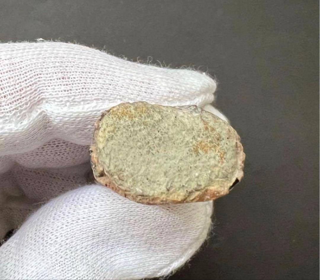 ティラノサウルス・レックスの歯化石　約45mm