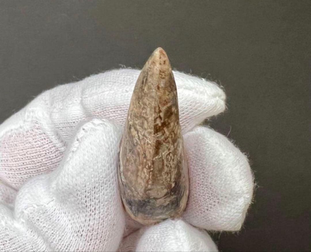 ティラノサウルス・レックスの歯化石　約45mm