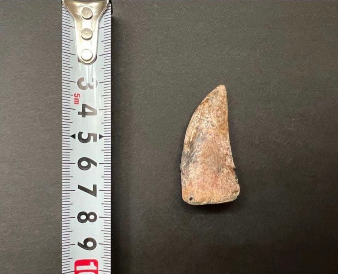 ティラノサウルス・レックスの歯化石　約45mm