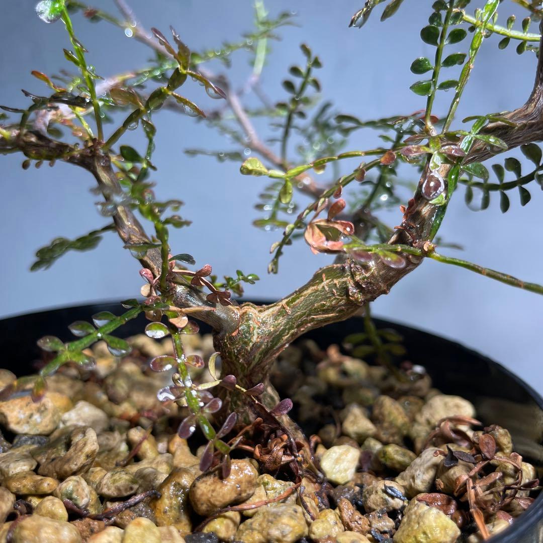 【有望株】オペルクリカリア・パキプス64