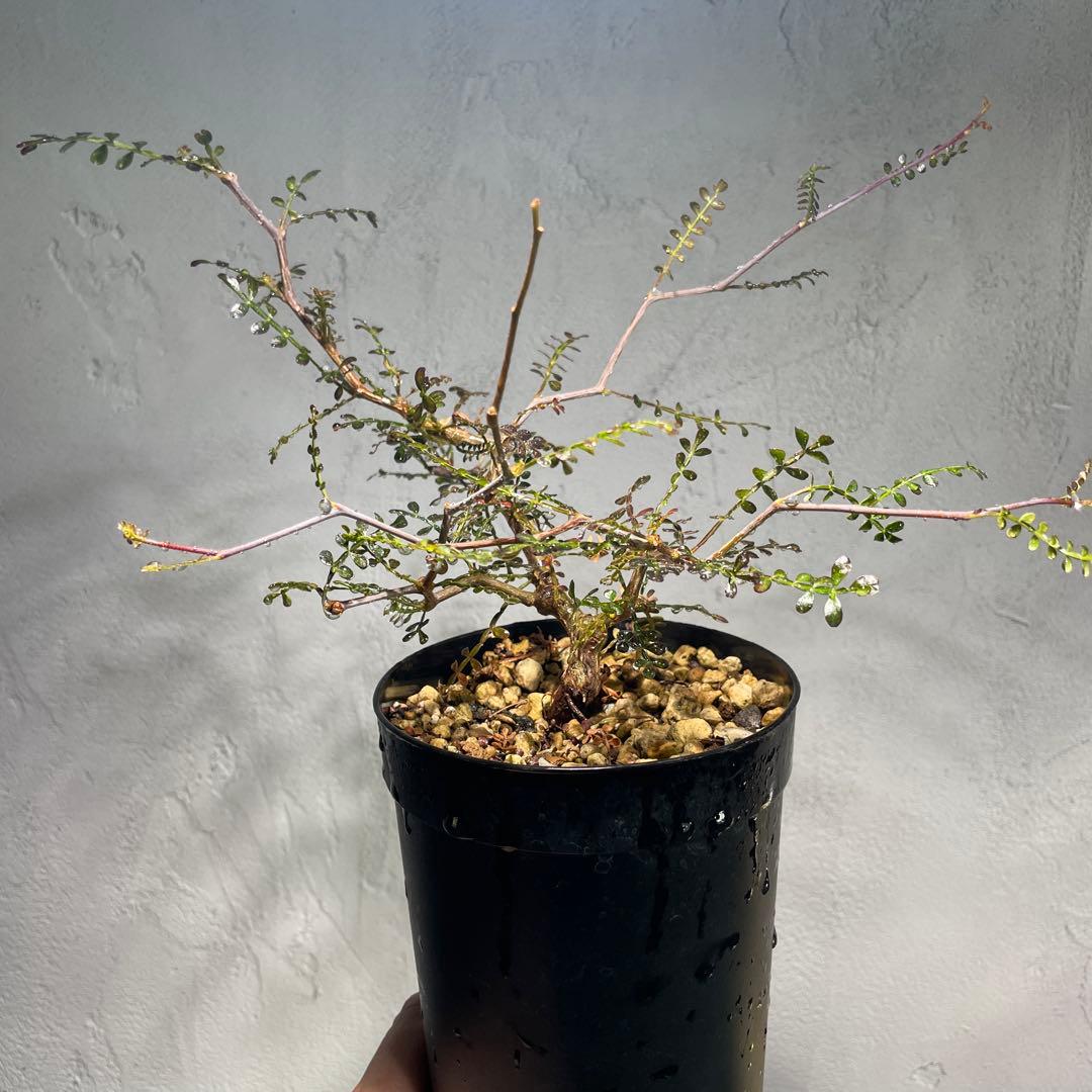 【有望株】オペルクリカリア・パキプス64