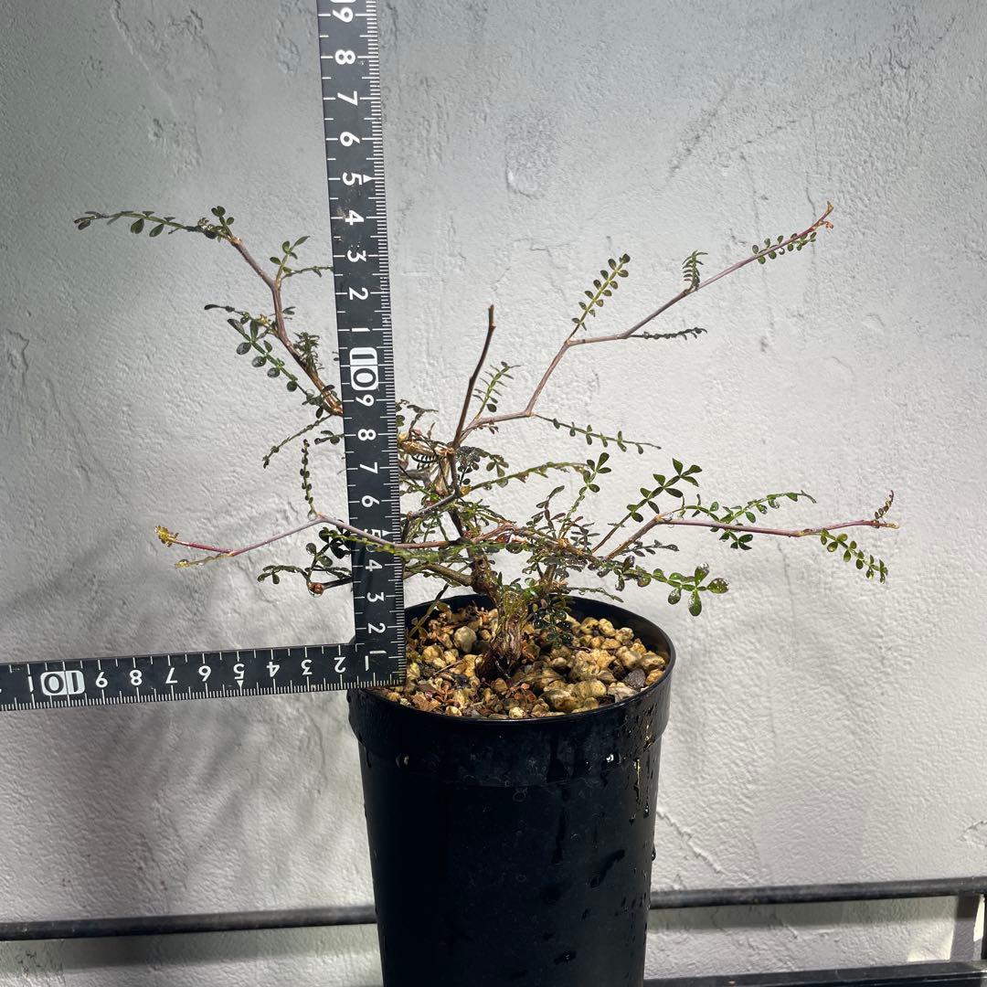 【有望株】オペルクリカリア・パキプス64