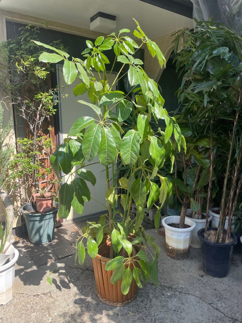 観葉植物　希少大型ブラッサイア　高さ１９０センチ 引取り歓迎　久喜市　配達可能