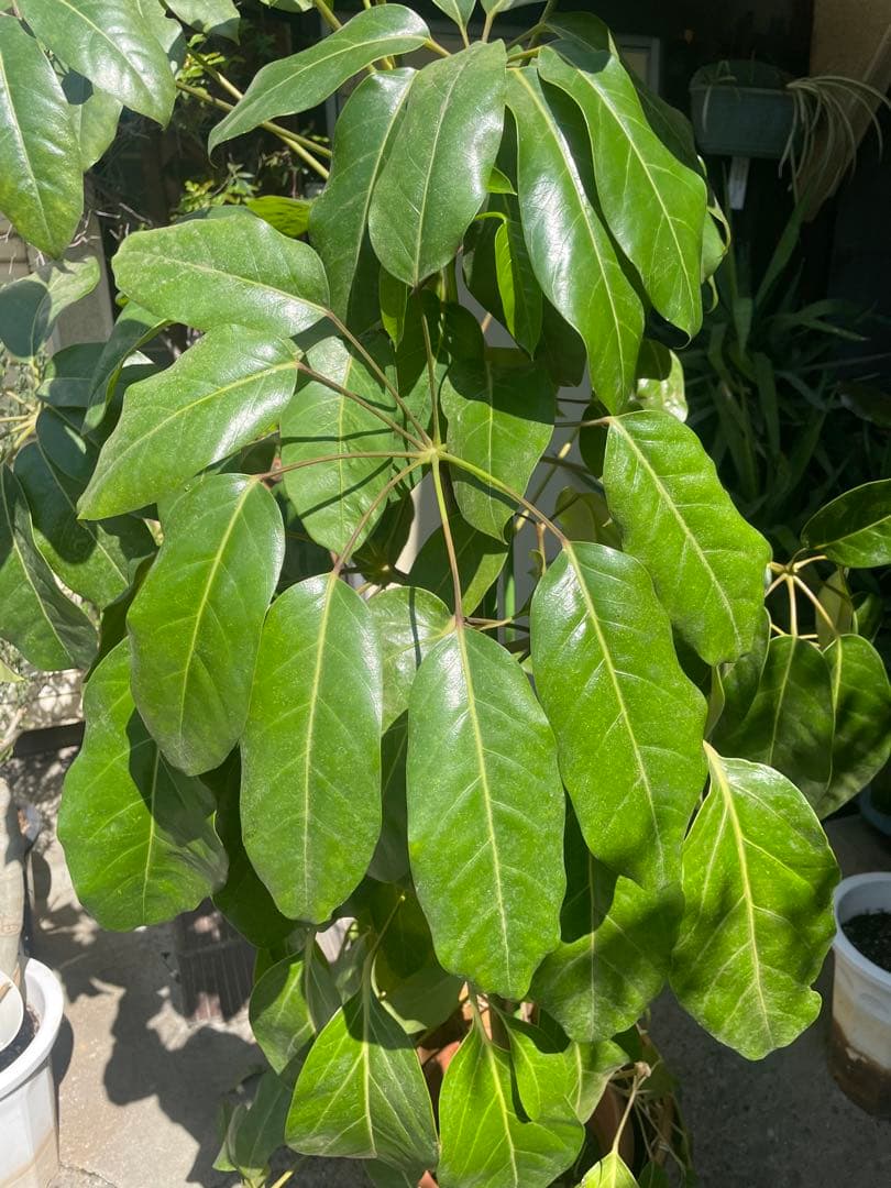 観葉植物　希少大型ブラッサイア　高さ１９０センチ 引取り歓迎　久喜市　配達可能