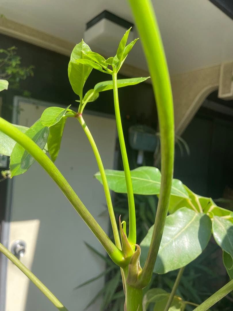 観葉植物　希少大型ブラッサイア　高さ１９０センチ 引取り歓迎　久喜市　配達可能
