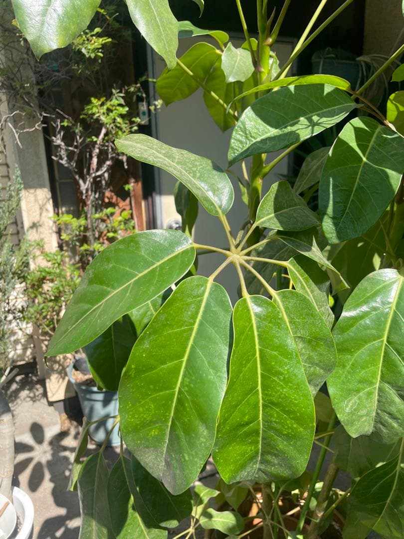 観葉植物　希少大型ブラッサイア　高さ１９０センチ 引取り歓迎　久喜市　配達可能