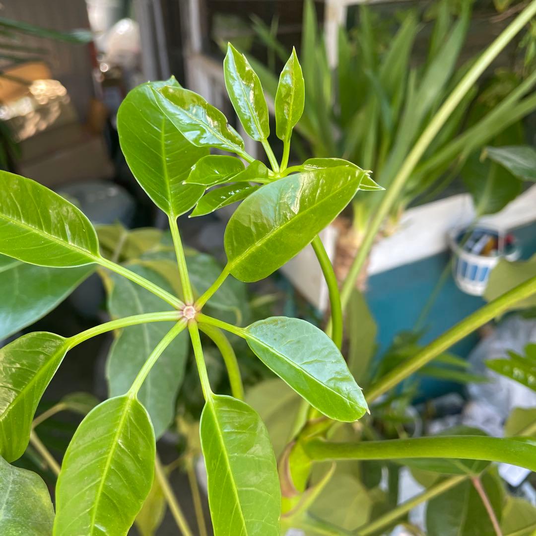 観葉植物　希少大型ブラッサイア　高さ１９０センチ 引取り歓迎　久喜市　配達可能