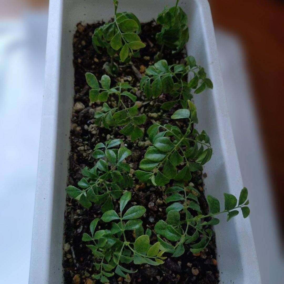 カレーリーフ ８苗 (うち1苗は一粒の種から2本出ている)