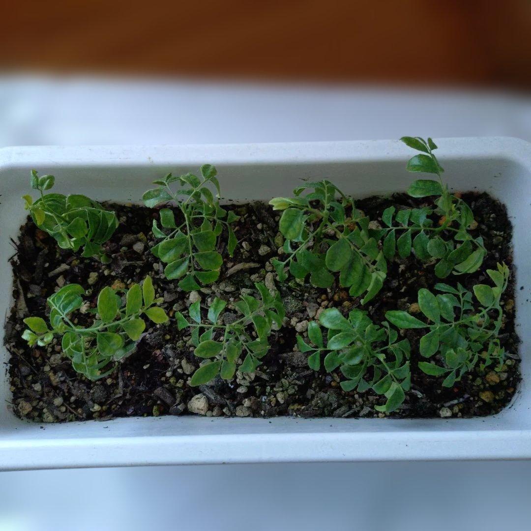 カレーリーフ ８苗 (うち1苗は一粒の種から2本出ている)