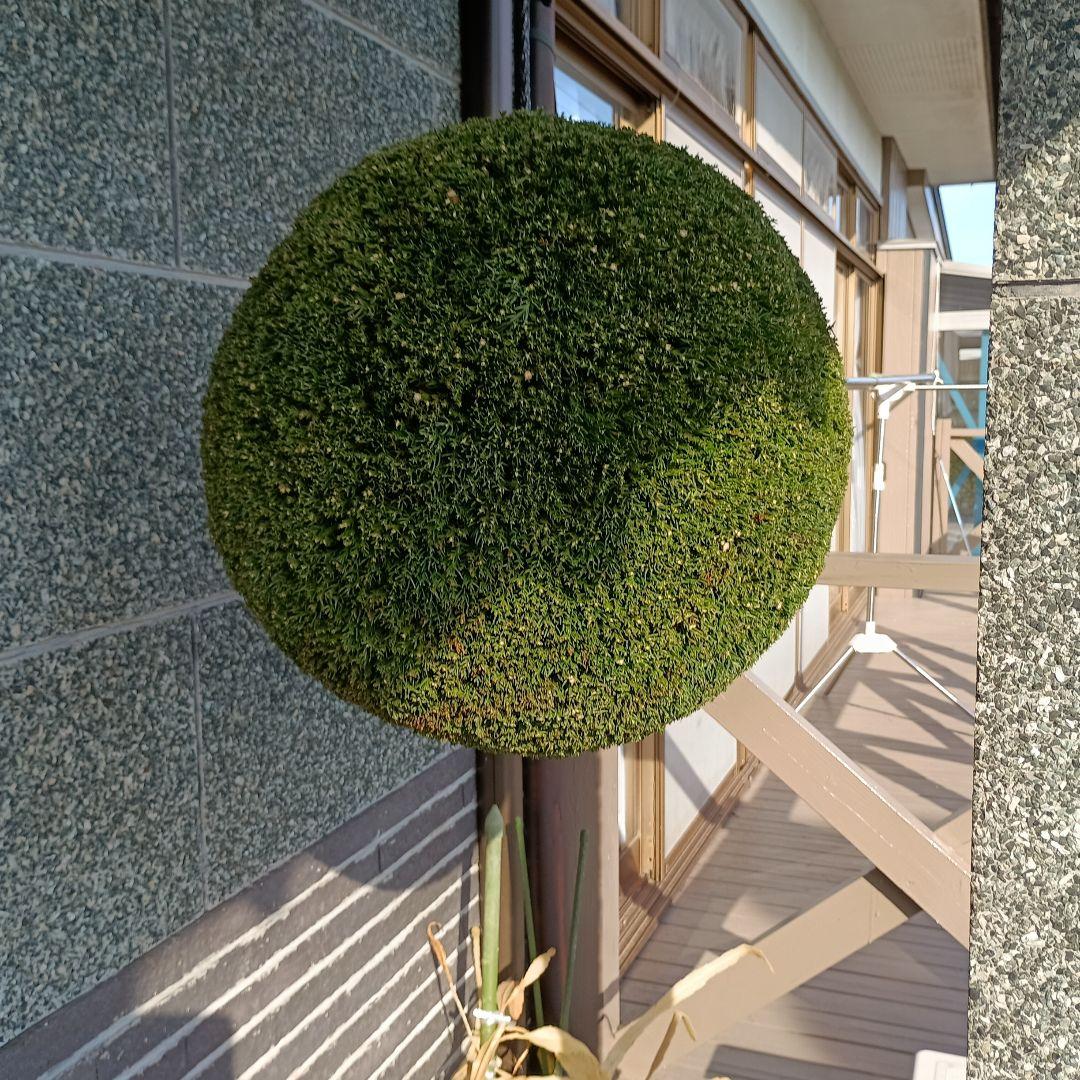杉玉　直径約43ｃｍ