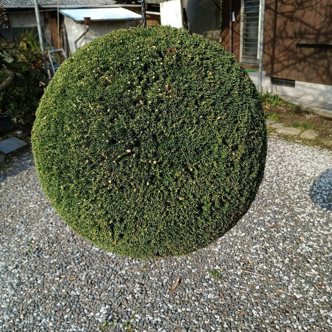杉玉　直径約43ｃｍ