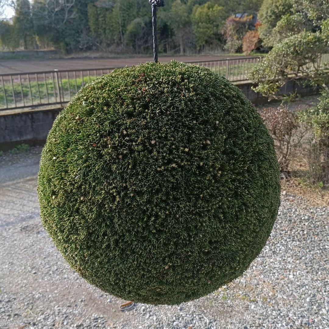 杉玉　直径約43ｃｍ
