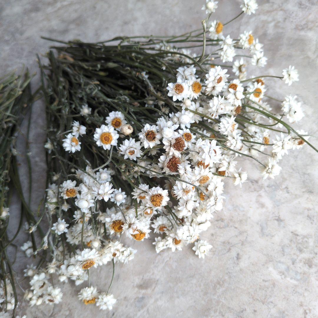 R★　ドライフラワー　お纏め