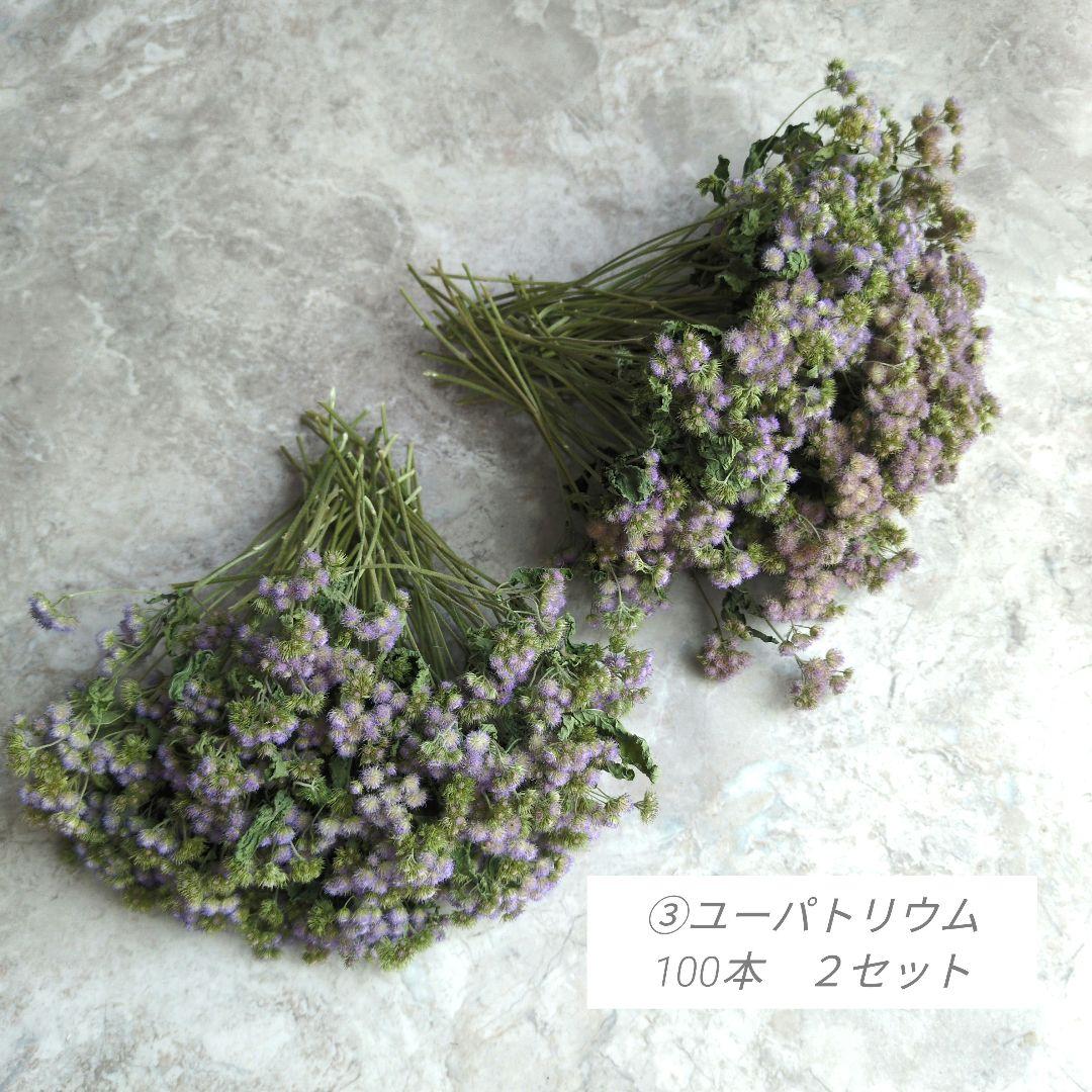R★　ドライフラワー　お纏め