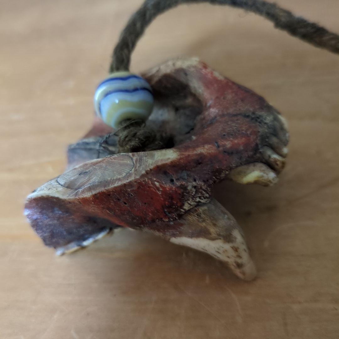 アイヌ　羆　上顎　牙　歯　根付