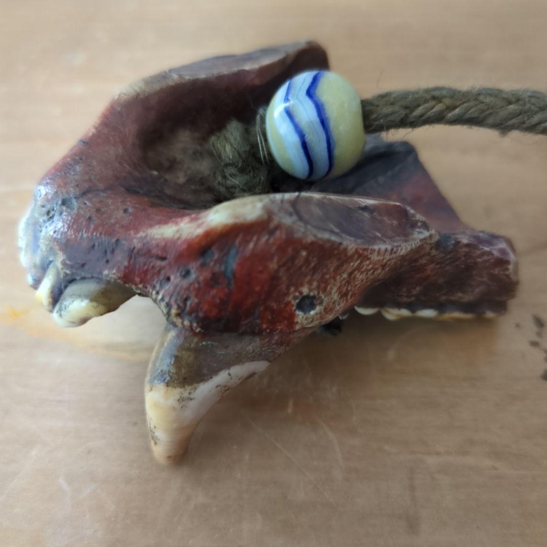 アイヌ　羆　上顎　牙　歯　根付