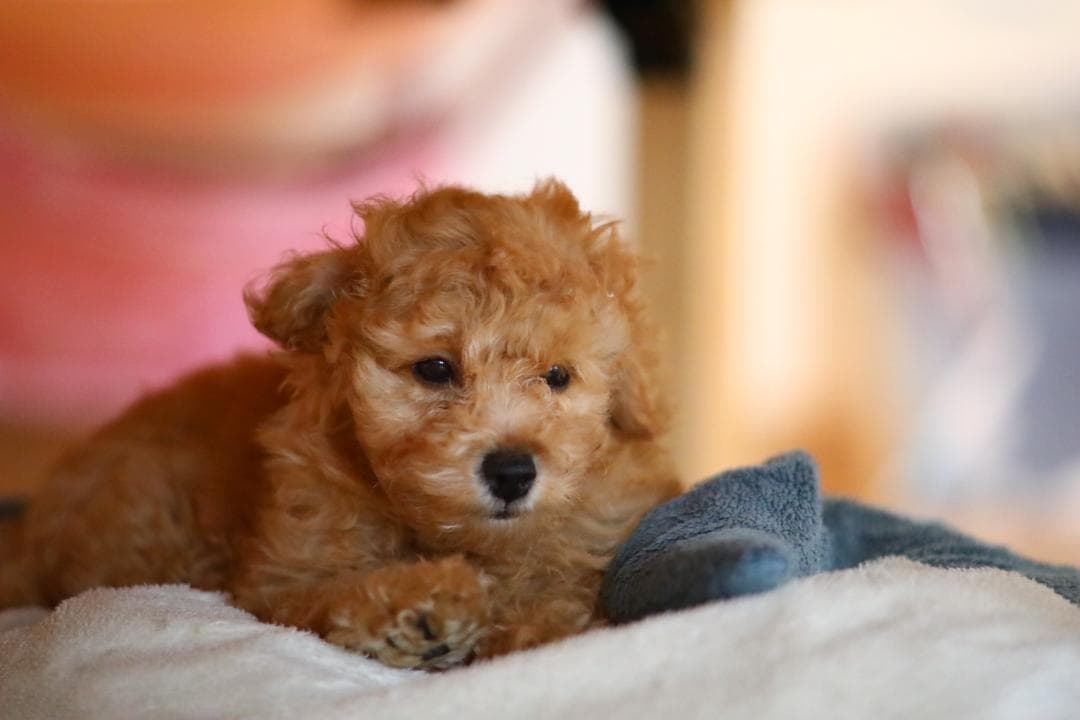 整備済 OLYMPUS OM-SYSTEM G.ZUIKO 55mm f1.2