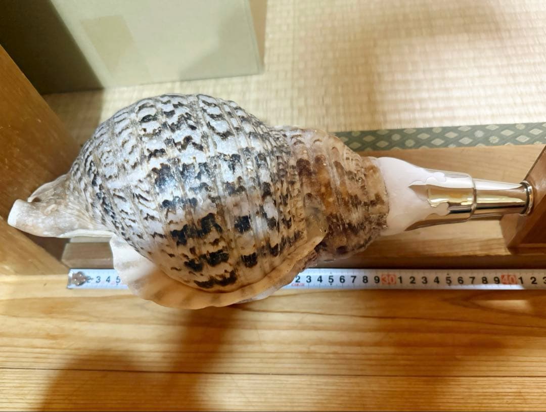 希少特大39.5㎝肉厚修験道法螺貝　山伏　密教　魔除け　熊よけ❣️ホラガイ　ほら貝