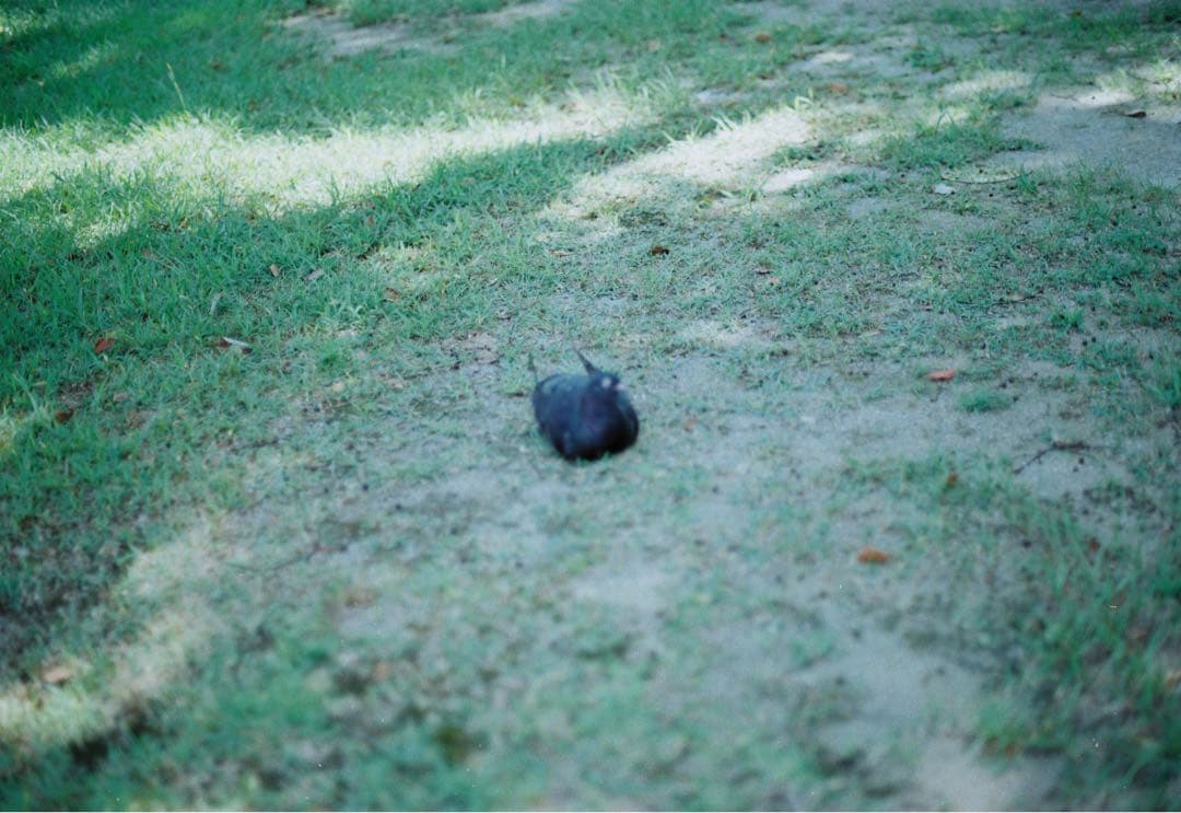 Canon AE-1 フィルム一眼レフカメラ 写例あり