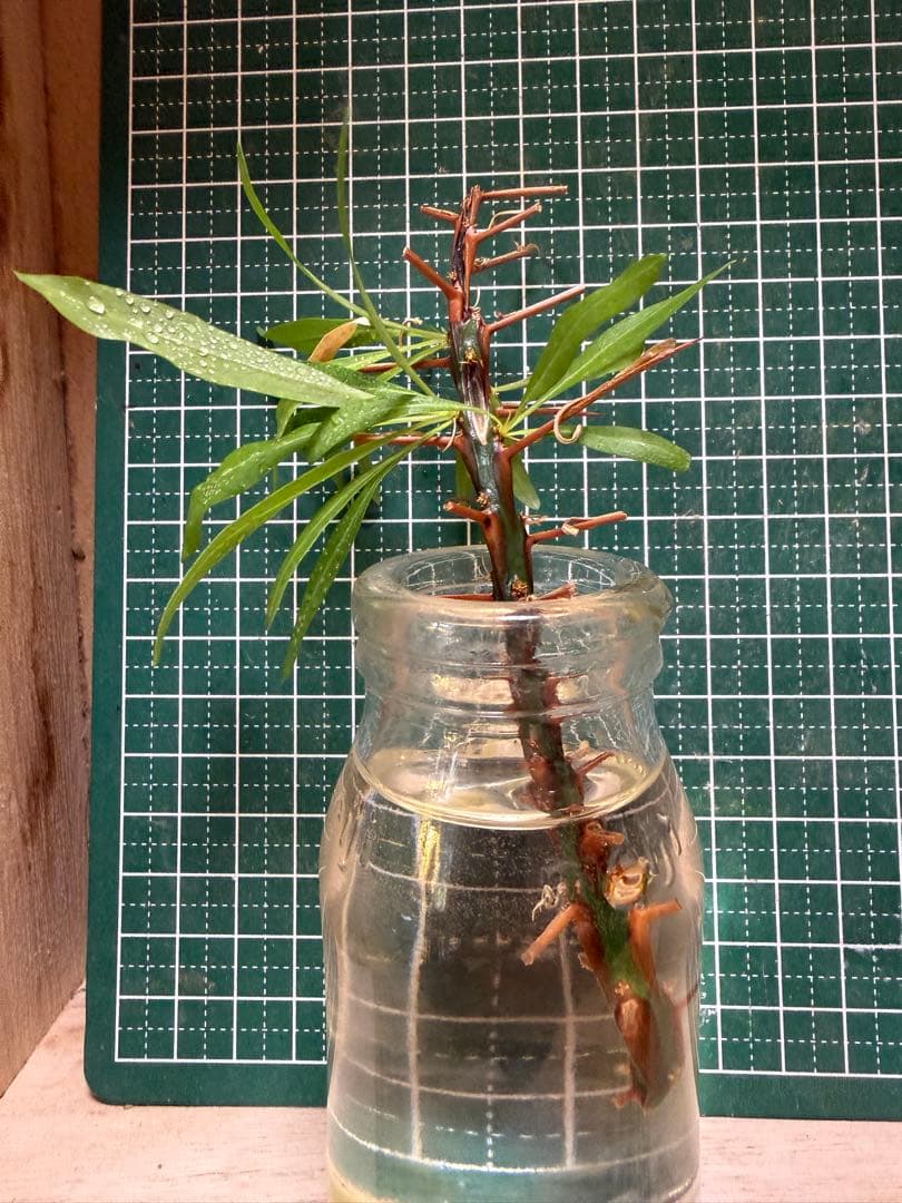 ®️さん専用コミフォラ 剪定枝 長め