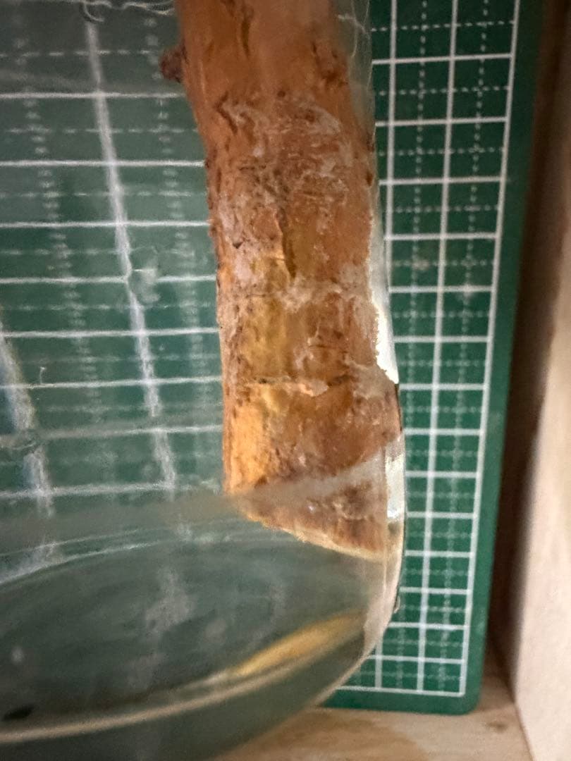 ®️さん専用コミフォラ 剪定枝 長め