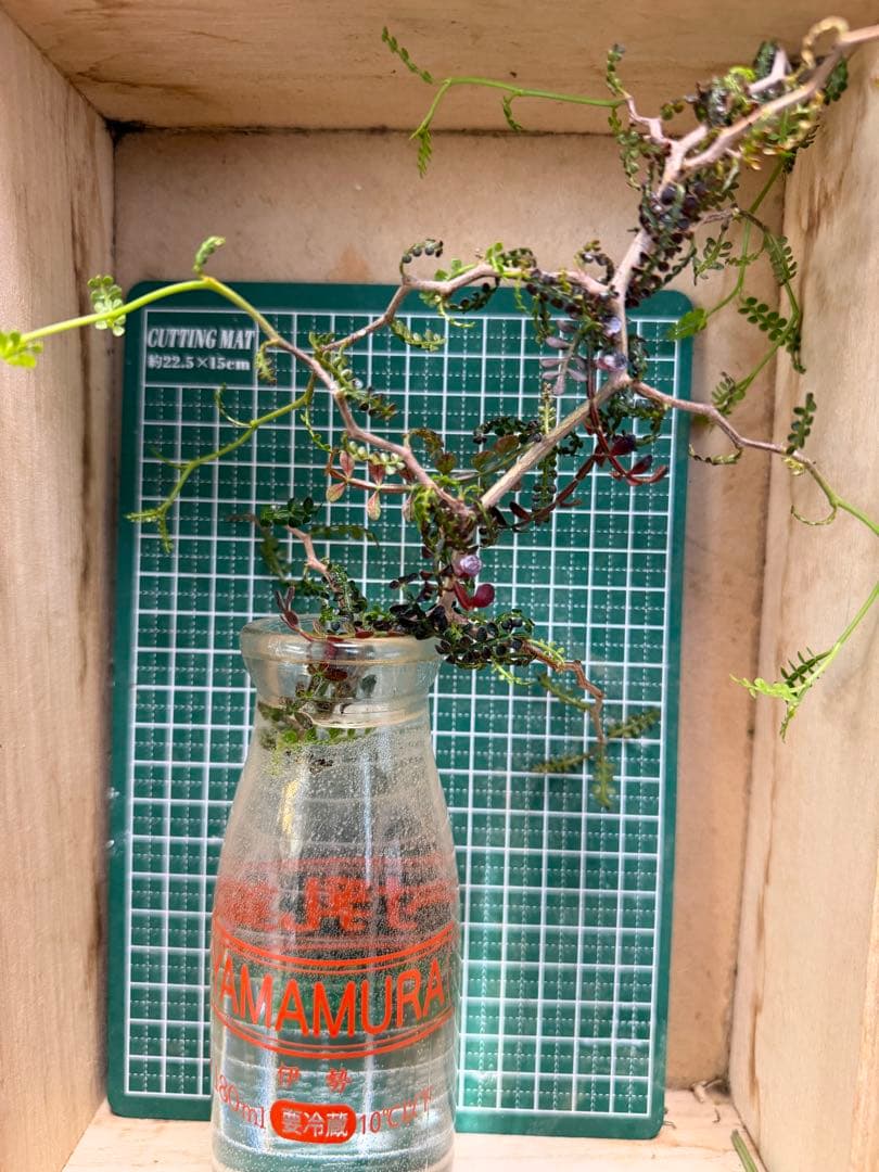 ®️さん専用コミフォラ 剪定枝 長め