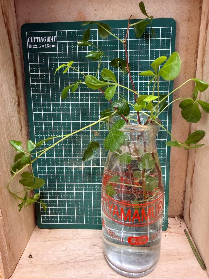 ®️さん専用コミフォラ 剪定枝 長め