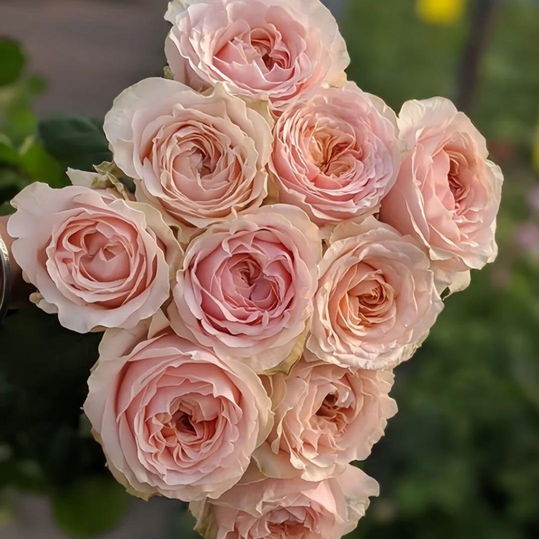 切り花品種バラ苗　Victorian Drea♡ Rose