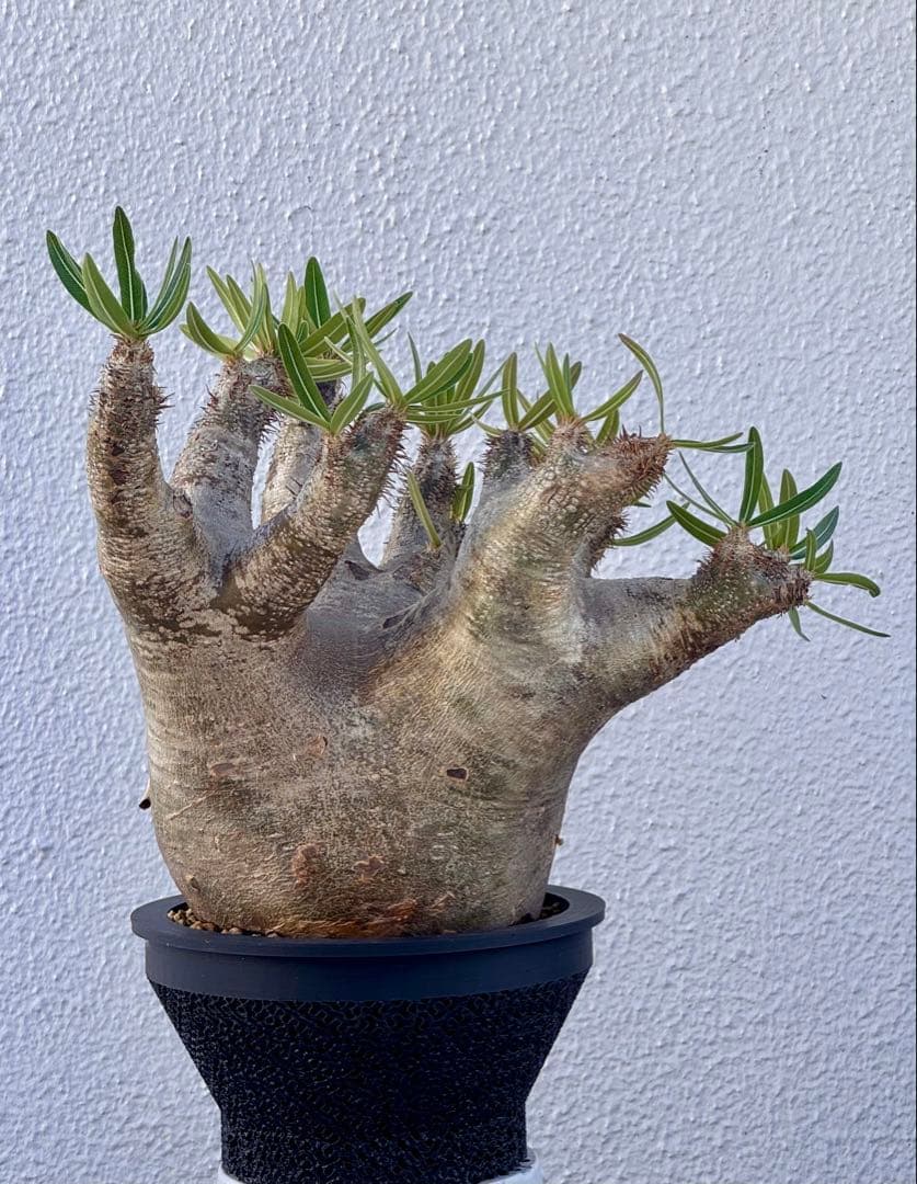 パキポディウム イノピナツム　発根済み　コレクション株　巨大イノピナツム