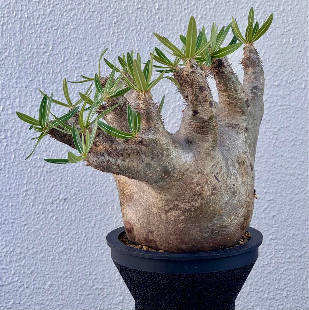 パキポディウム イノピナツム　発根済み　コレクション株　巨大イノピナツム