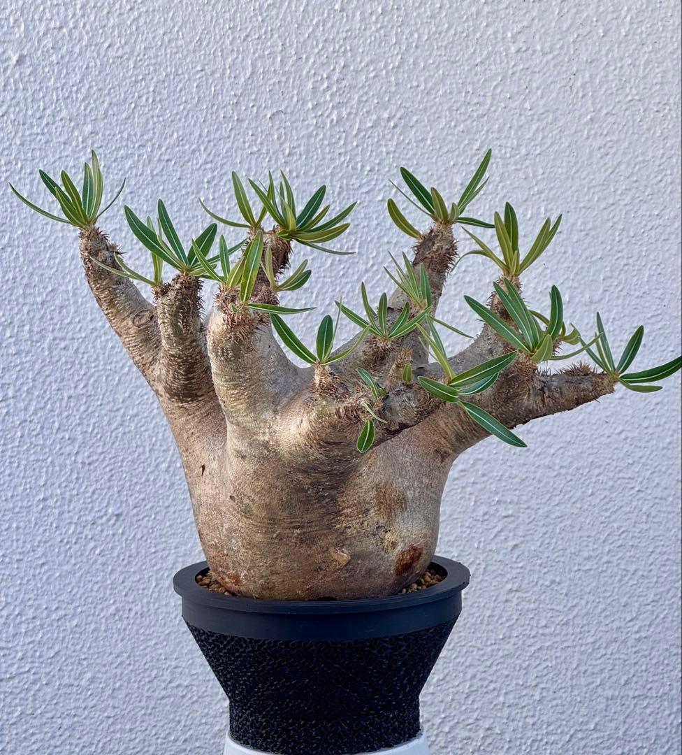 パキポディウム イノピナツム　発根済み　コレクション株　巨大イノピナツム