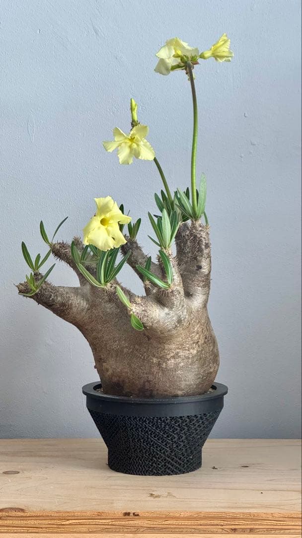 パキポディウム イノピナツム　発根済み　コレクション株　巨大イノピナツム