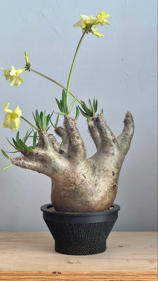 パキポディウム イノピナツム　発根済み　コレクション株　巨大イノピナツム