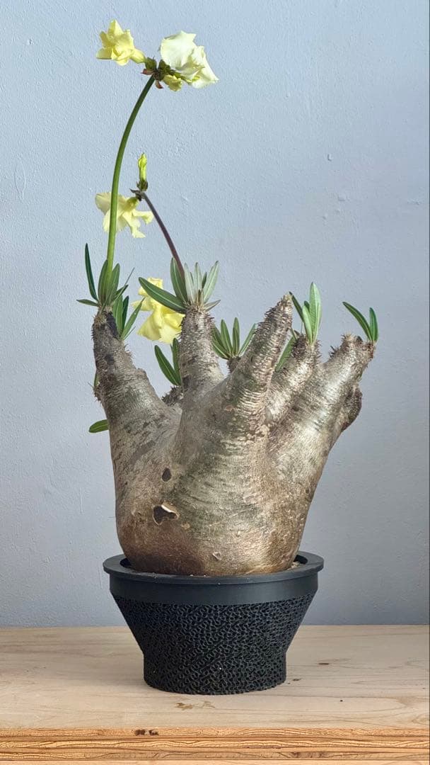 パキポディウム イノピナツム　発根済み　コレクション株　巨大イノピナツム