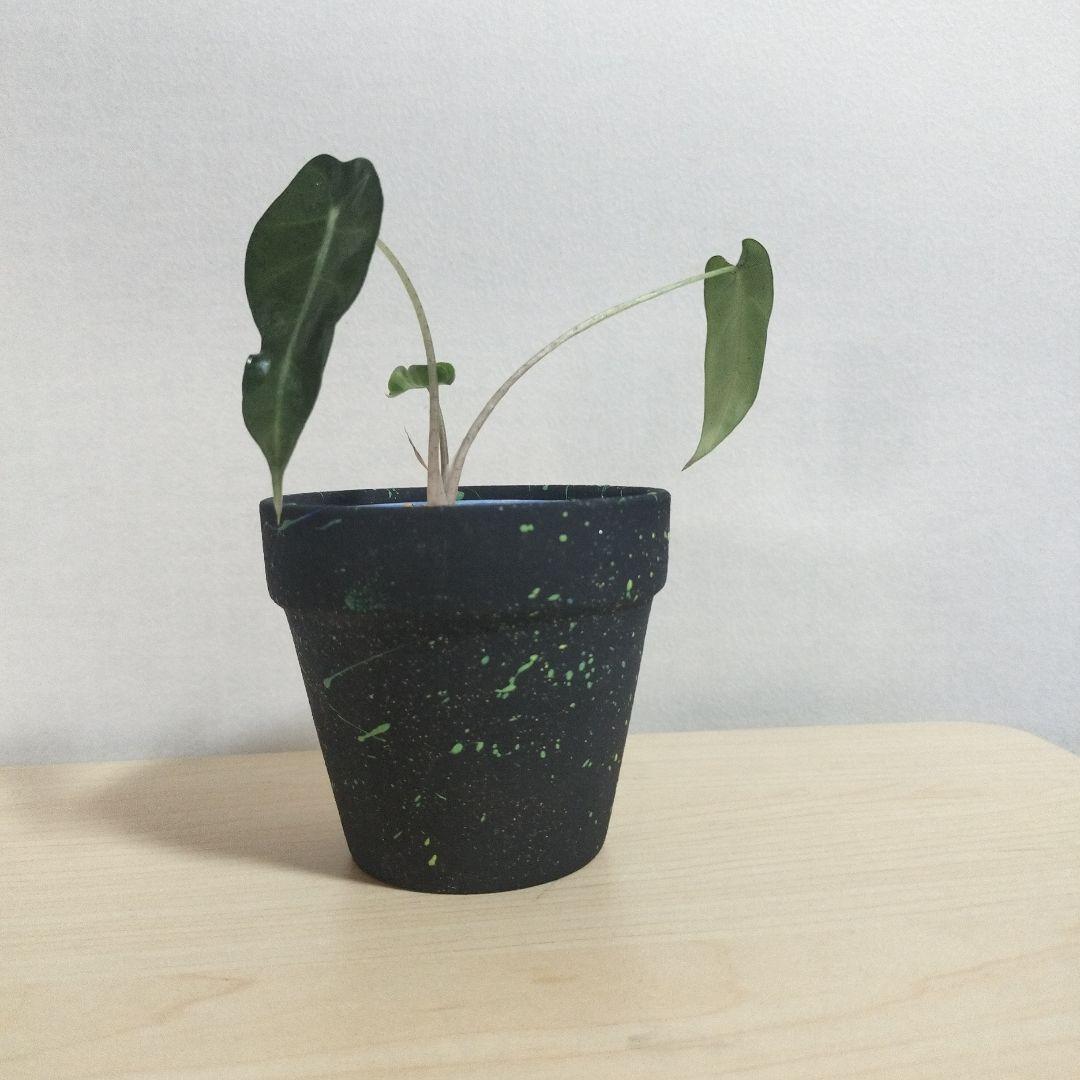 素焼き鉢　3個セット　オリジナルペイント鉢sp-1