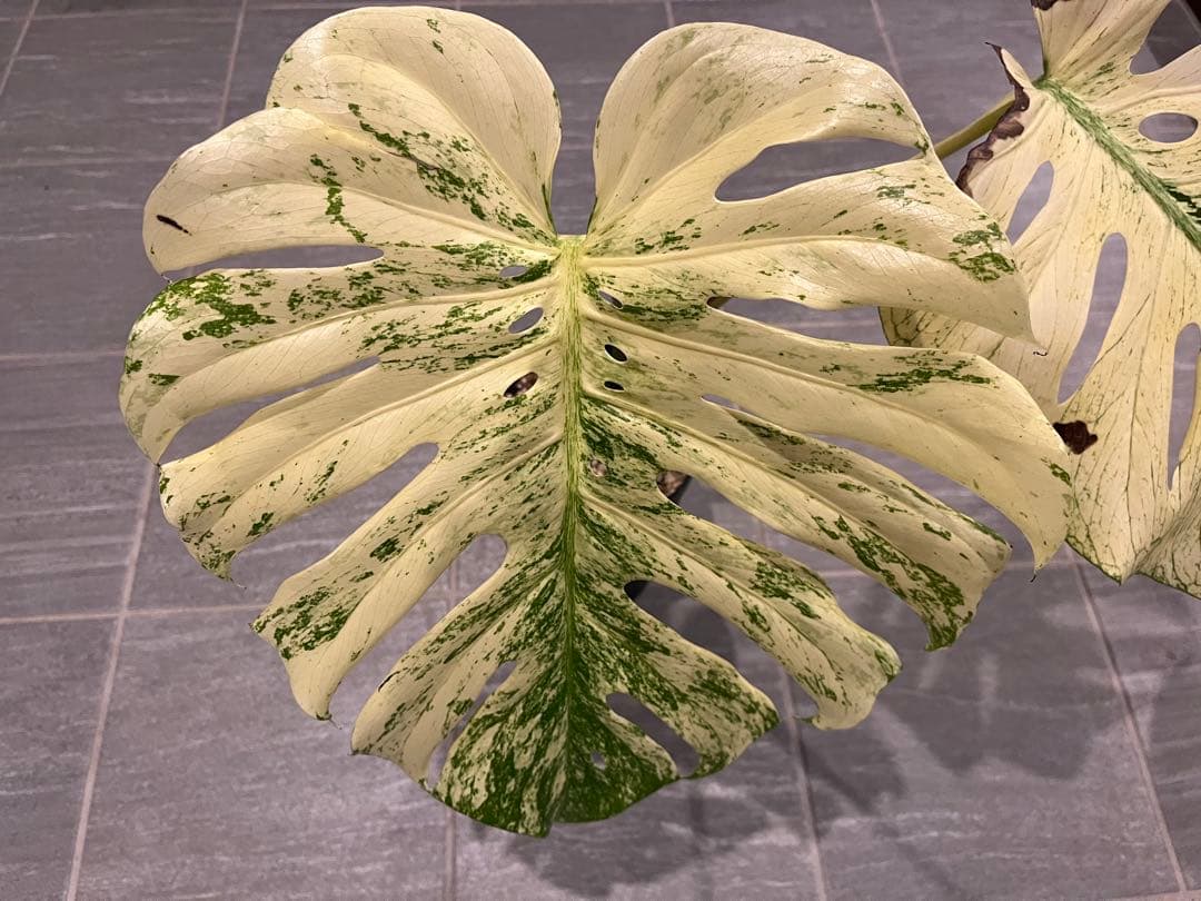 モンステラ デリシオーサ ホワイトモンスター 天津蘭 OC オリジナル 花宇宙