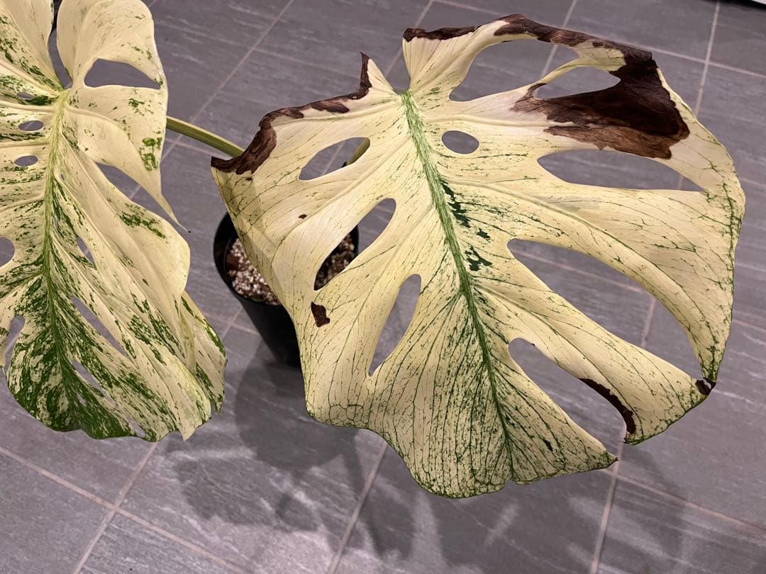 モンステラ デリシオーサ ホワイトモンスター 天津蘭 OC オリジナル 花宇宙