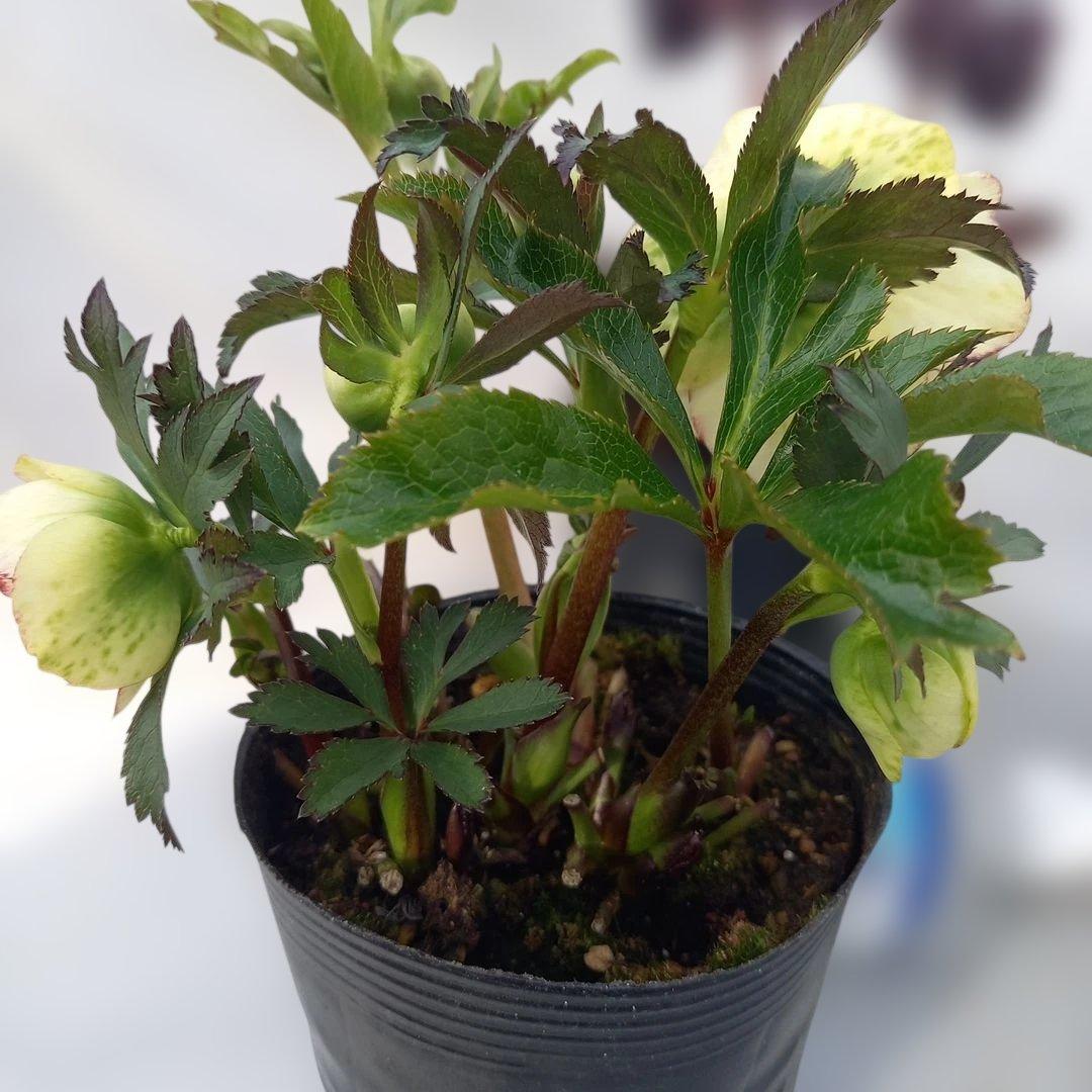 本日限り！値下げ！クリスマスローズ3個セット、苗、開花株