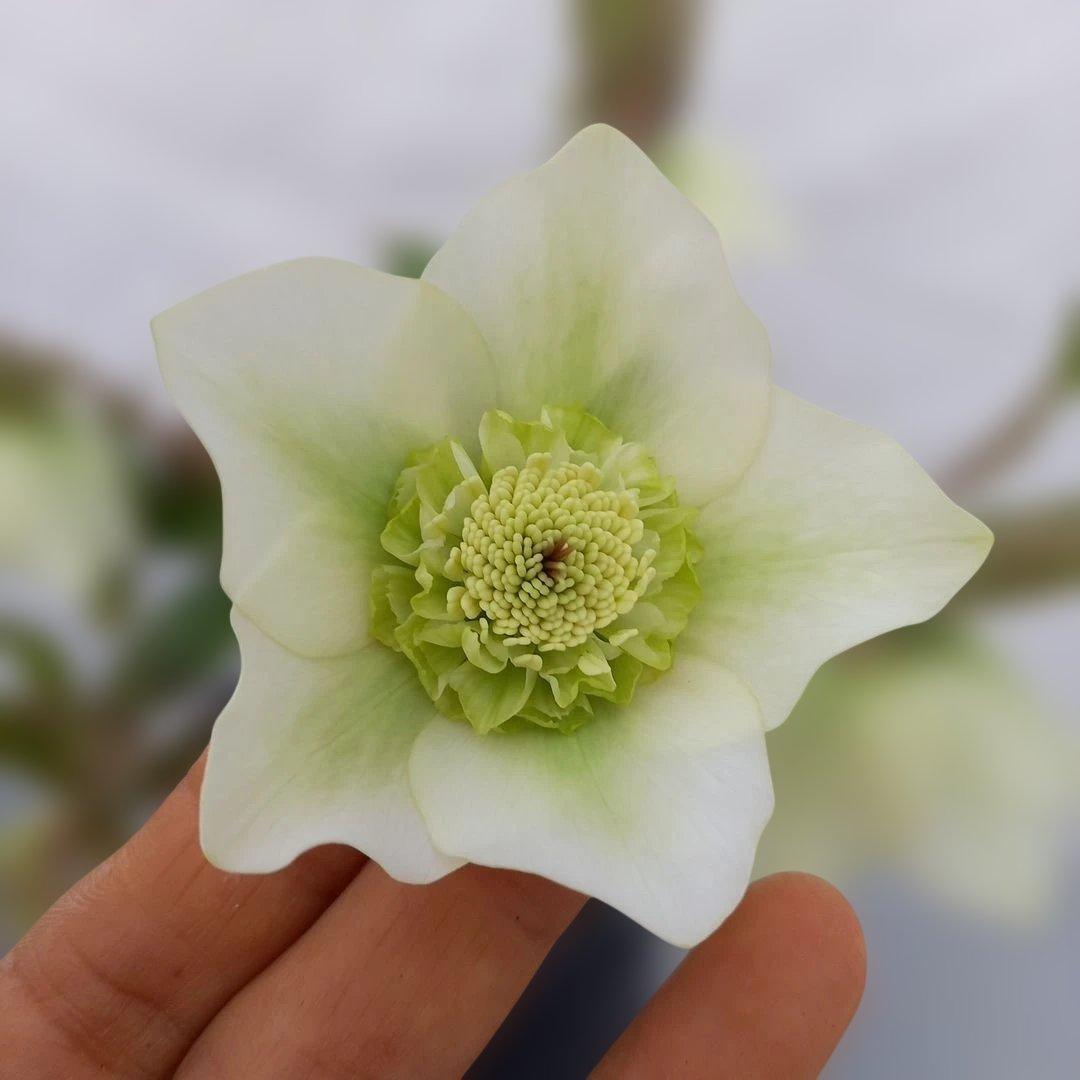 本日限り！値下げ！クリスマスローズ3個セット、苗、開花株