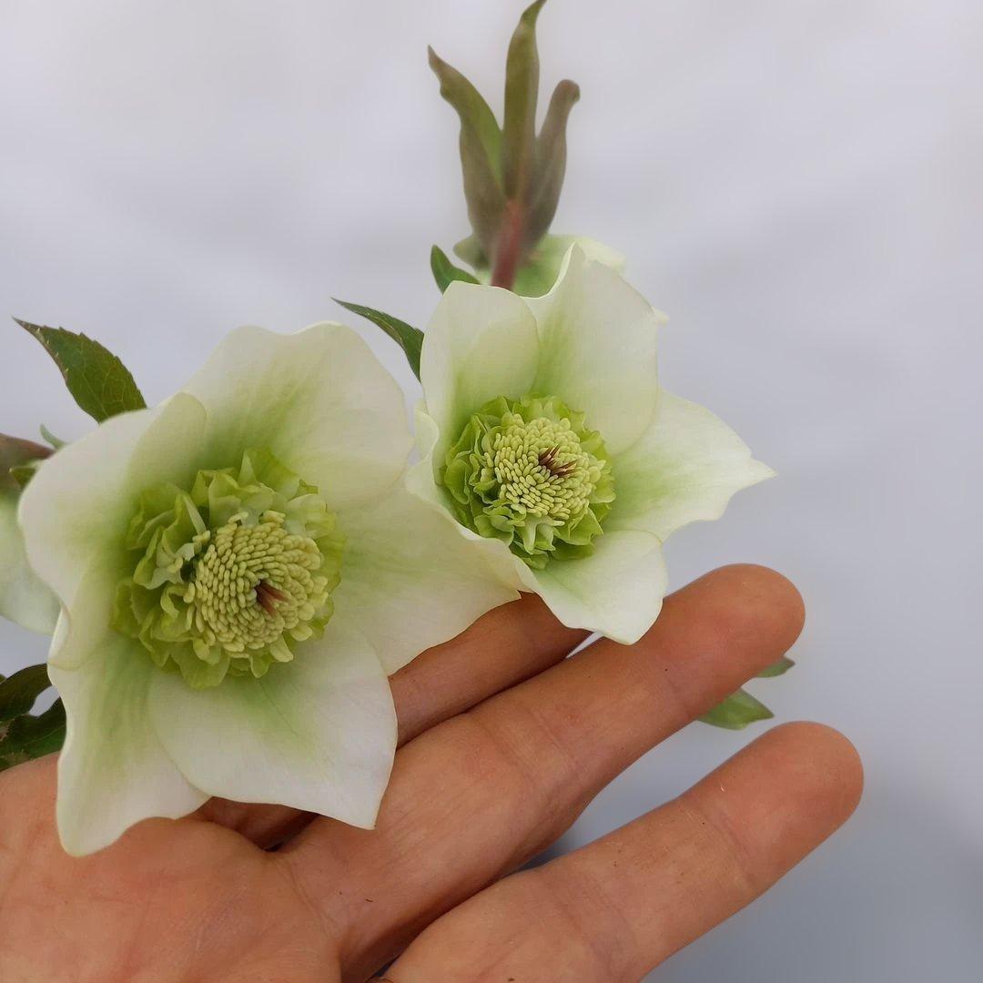 本日限り！値下げ！クリスマスローズ3個セット、苗、開花株