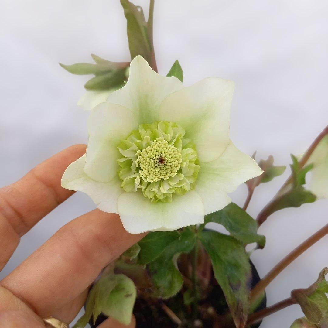 本日限り！値下げ！クリスマスローズ3個セット、苗、開花株